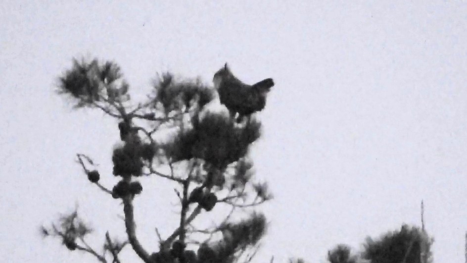 Great Horned Owl - ML646955056