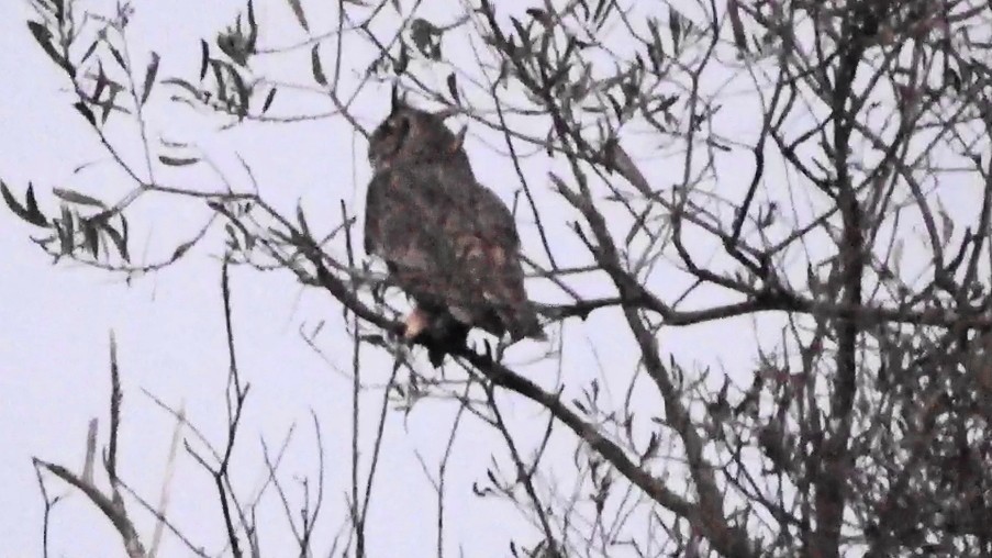 Great Horned Owl - ML646955057