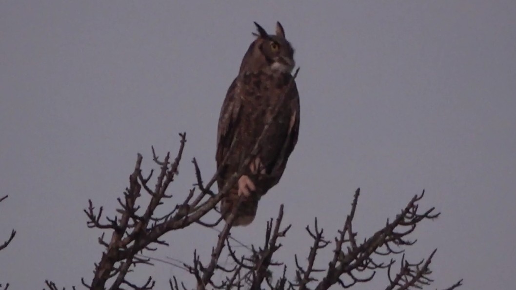 Great Horned Owl - ML646955058
