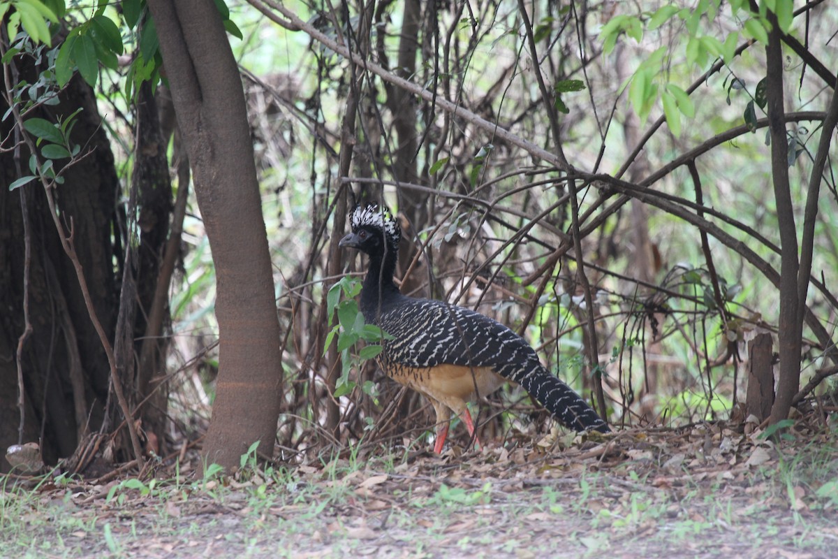 Bare-faced Curassow - ML646955059