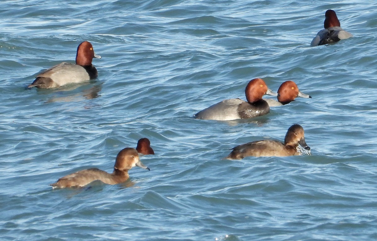 Redhead - ML646955060