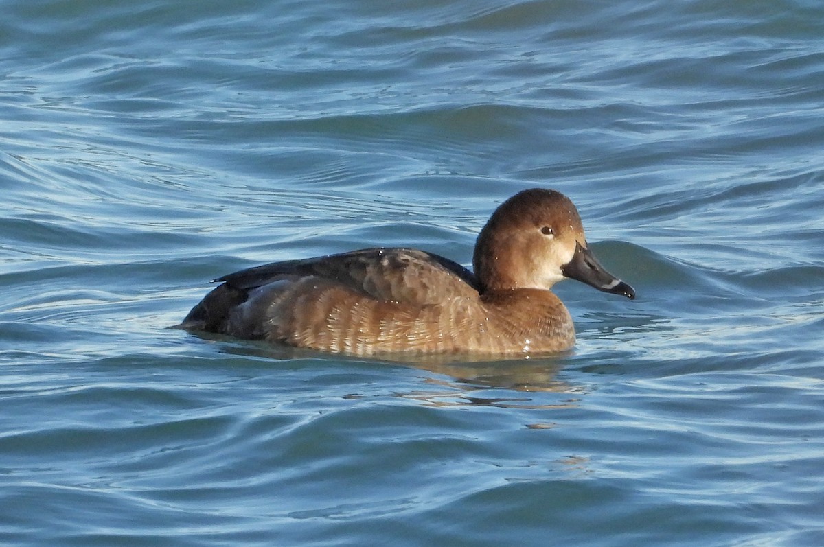 Американский нырок - ML646955061