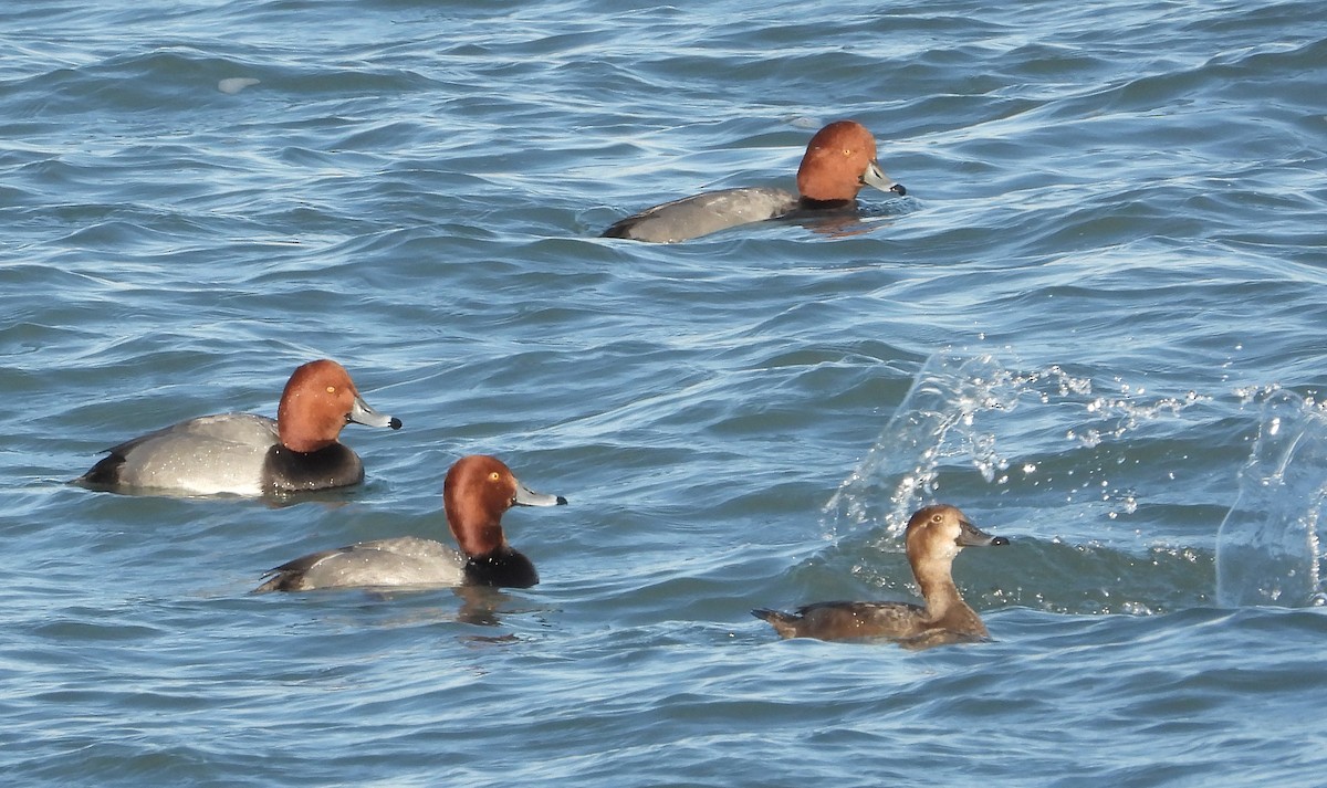 Американский нырок - ML646955062