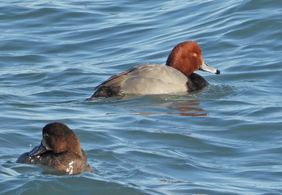 Американский нырок - ML646955063