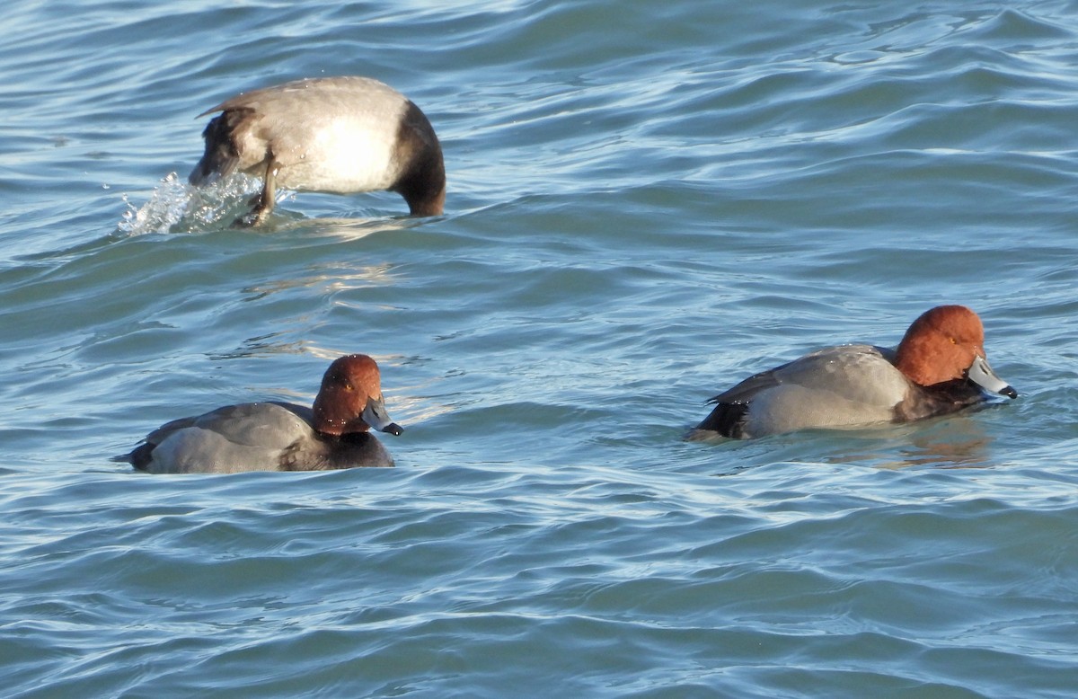 Американский нырок - ML646955064