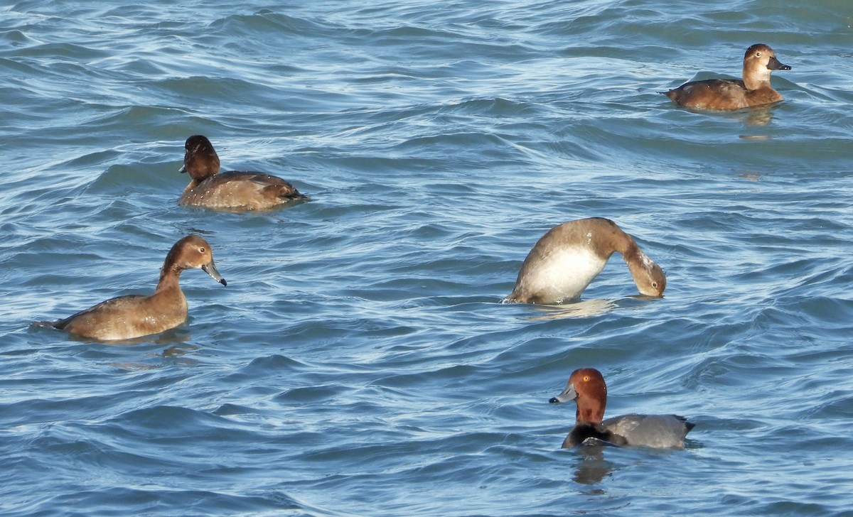 Redhead - ML646955065