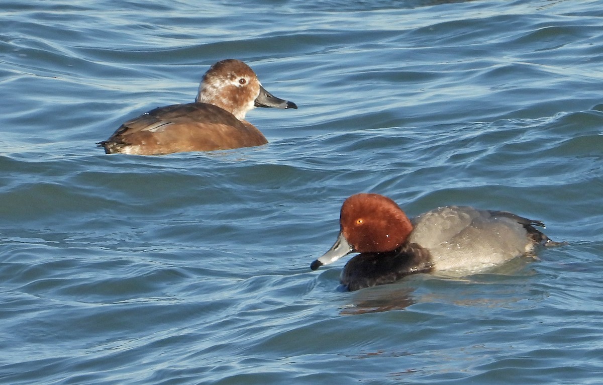 Redhead - ML646955066