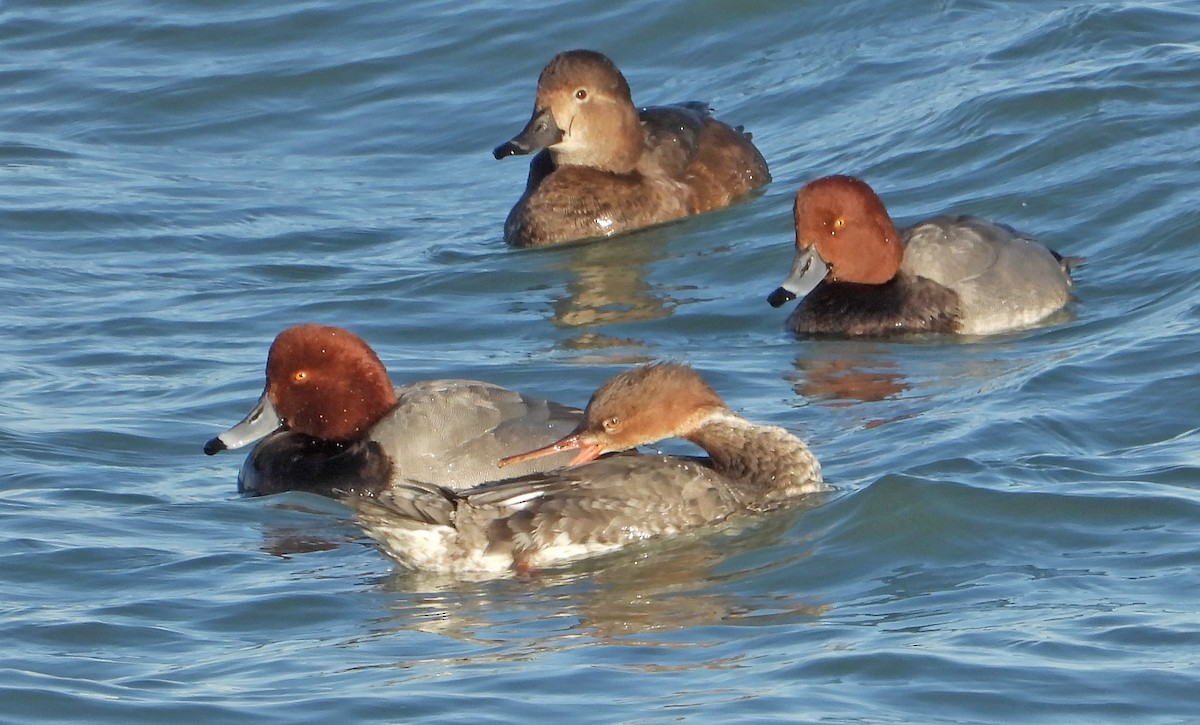 Redhead - ML646955067