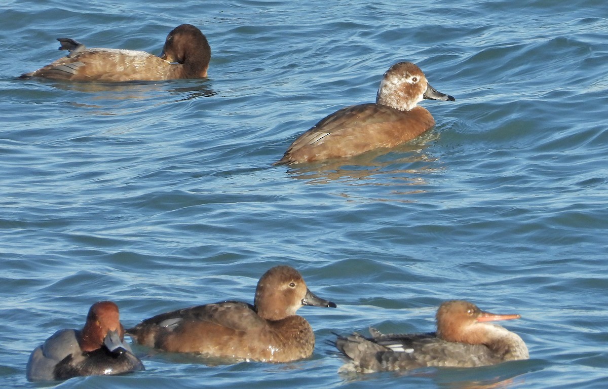 Redhead - ML646955068