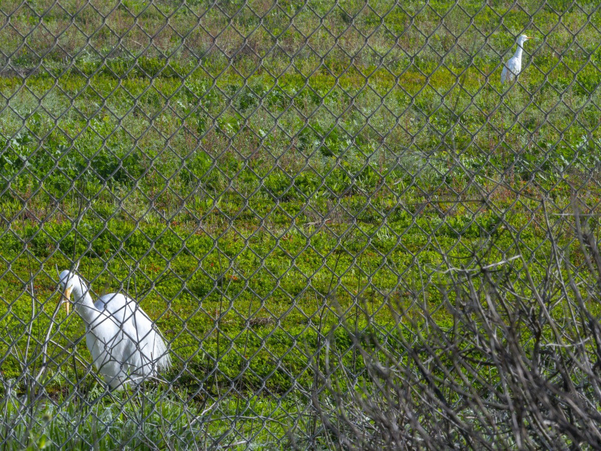 Western Cattle-Egret - ML646955069