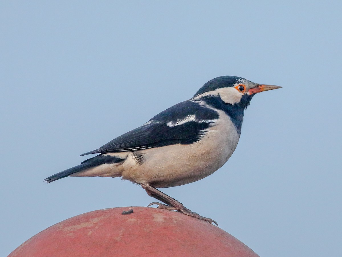 Indian Pied Starling - ML646955070