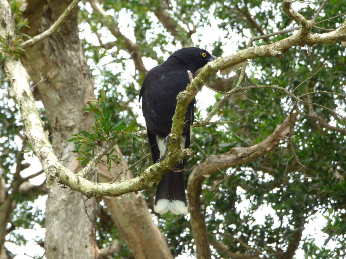 Pied Currawong - ML646955071