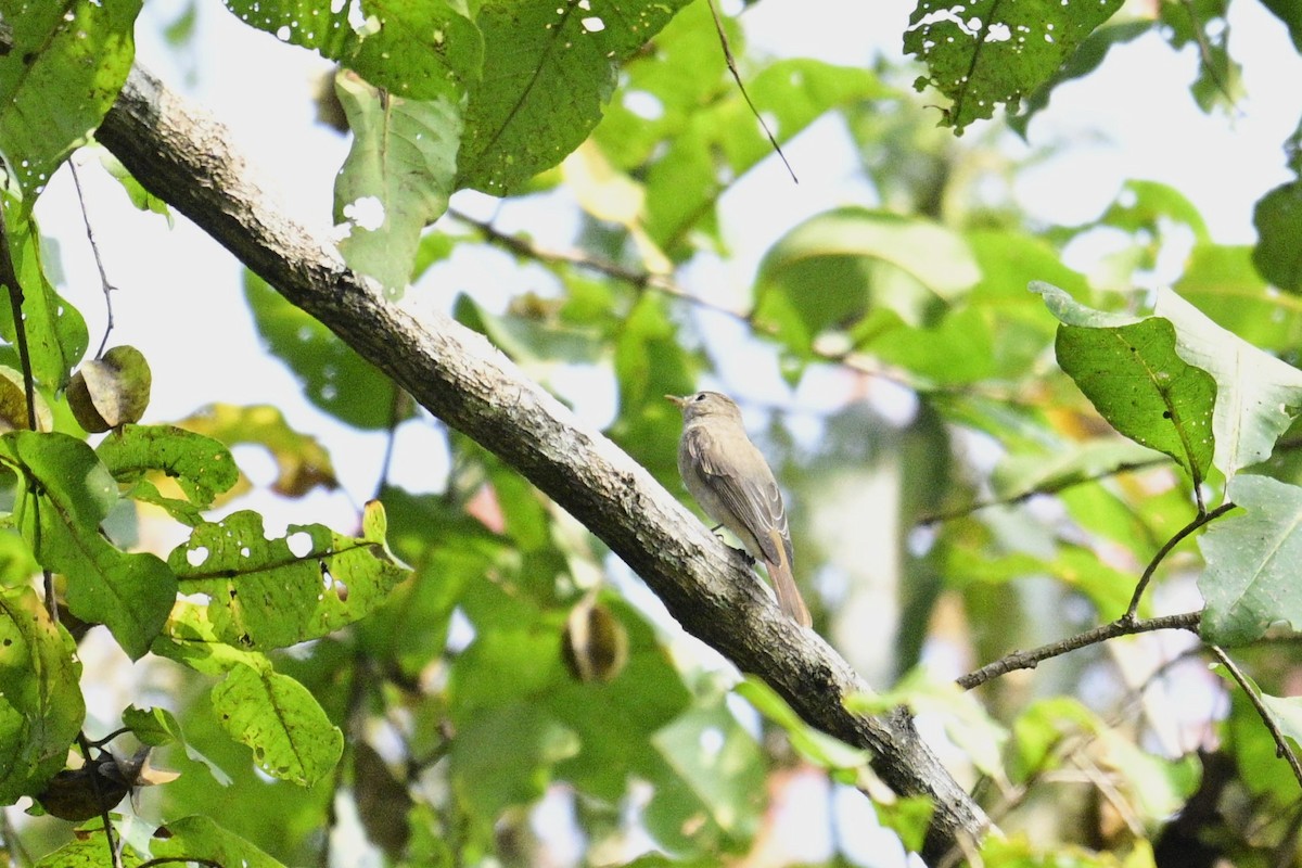 Rotschwanzschnäpper - ML646955072