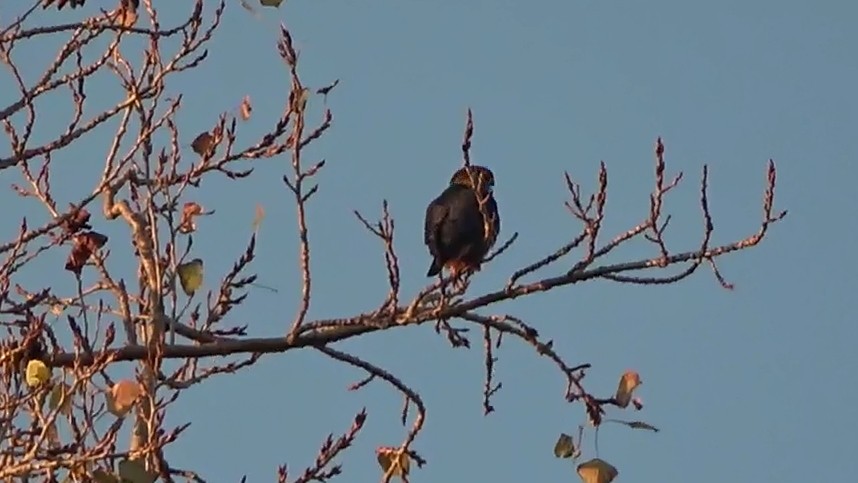 Merlin - ML646955073