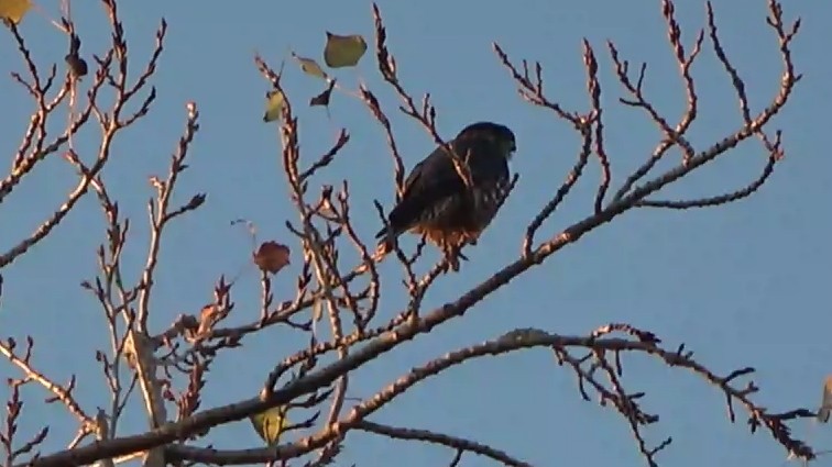 Merlin - ML646955074