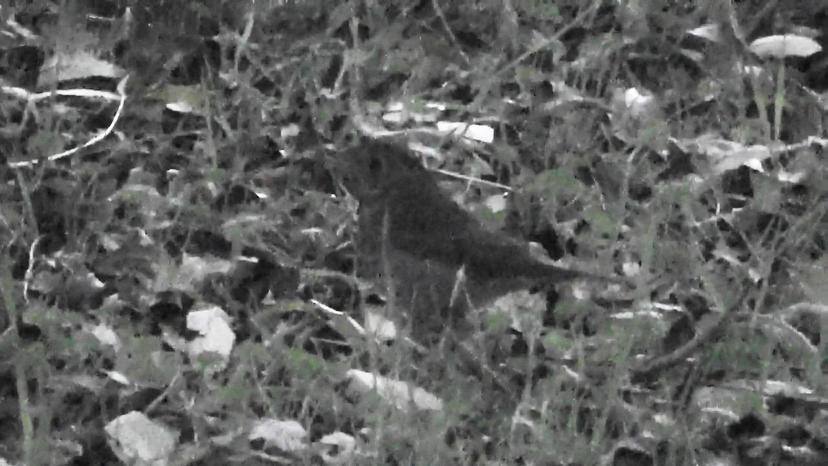 Hermit Thrush - ML646955075