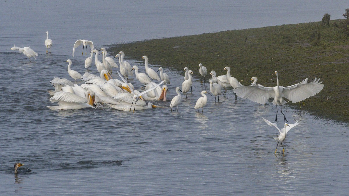Great Egret - ML646955076