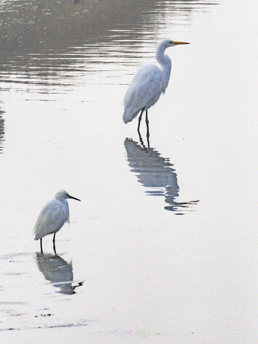 Great Egret - ML646955077