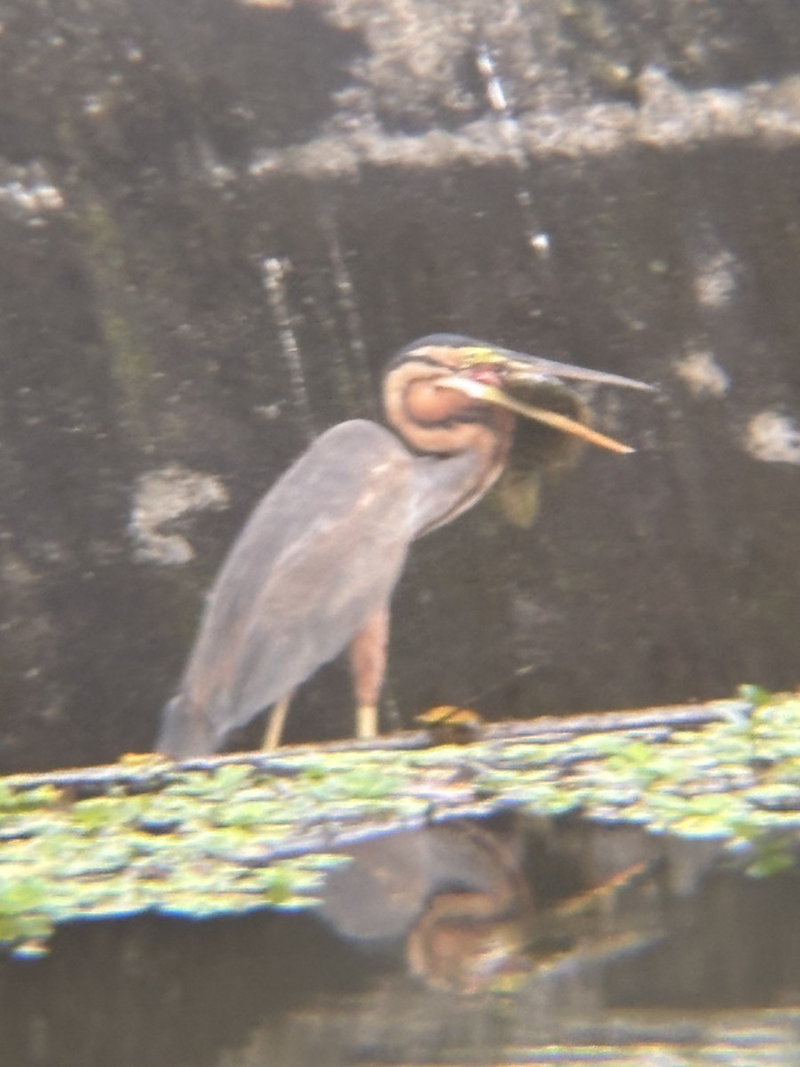 Purple Heron - ML646955079