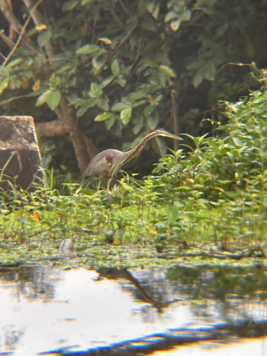 Purple Heron - ML646955080