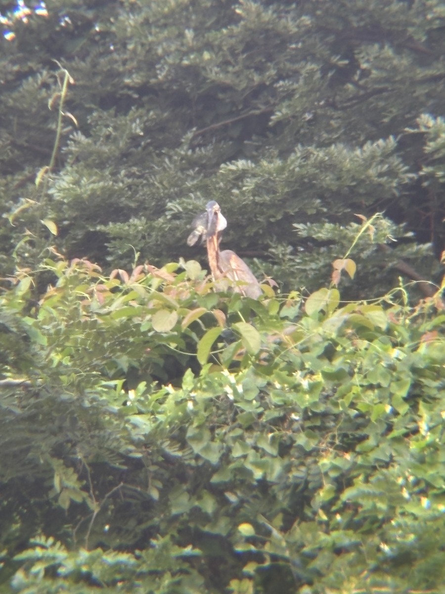 Purple Heron - ML646955081