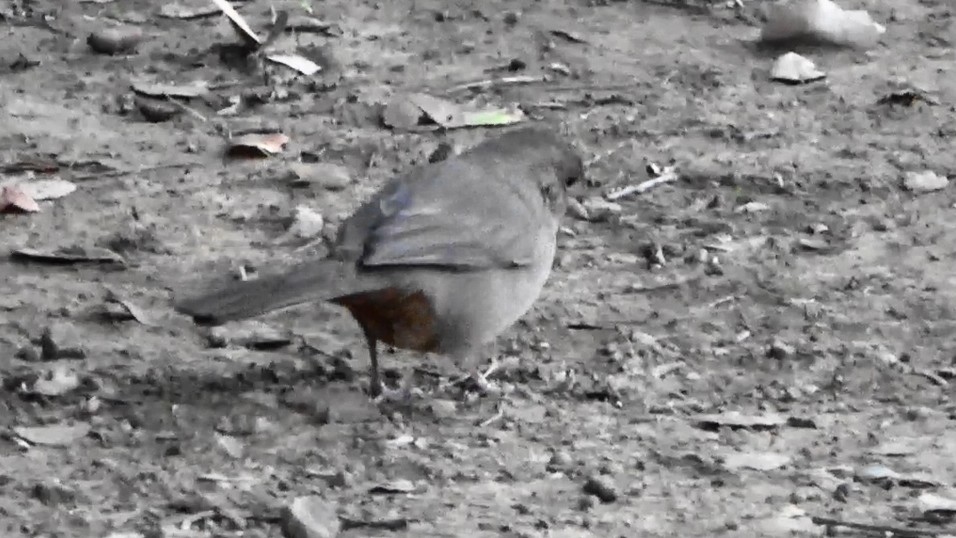 California Towhee - ML646955082