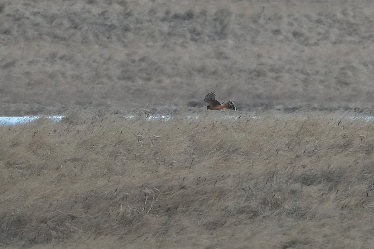 Northern Harrier - ML646955083