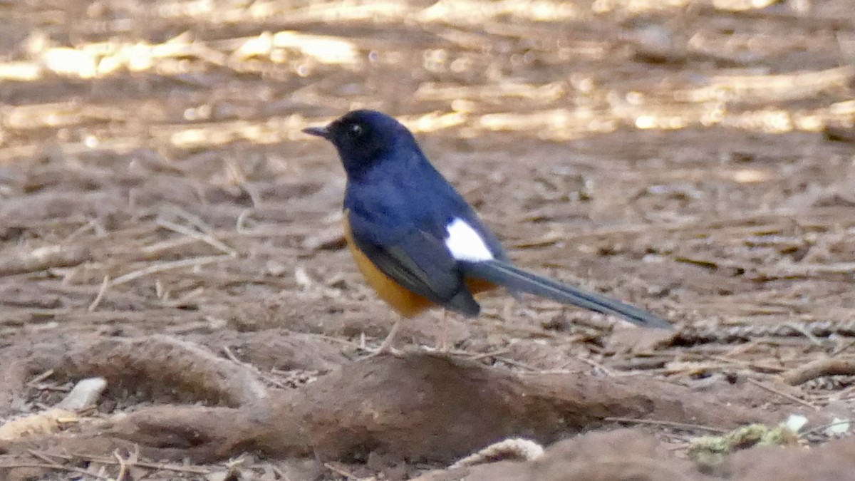 White-rumped Shama - ML646955084