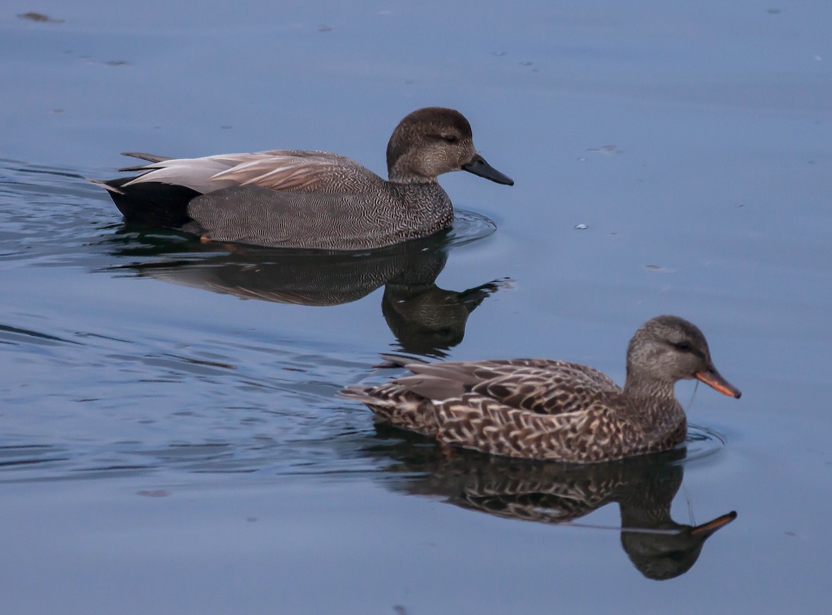 Gadwall - ML646955085