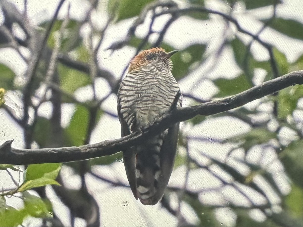 Asian Emerald Cuckoo - ML646955086