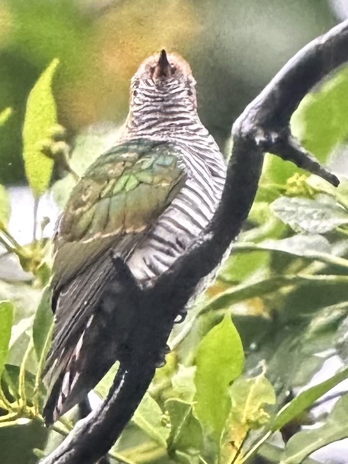 Asian Emerald Cuckoo - ML646955087