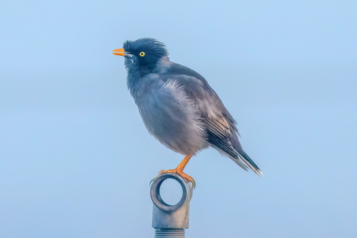 Jungle Myna - ML646955088