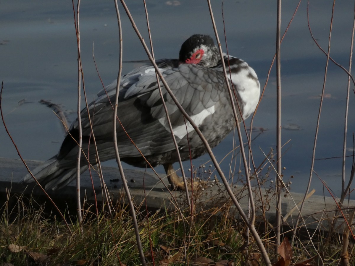 Muscovy Duck (Domestic type) - ML646955089