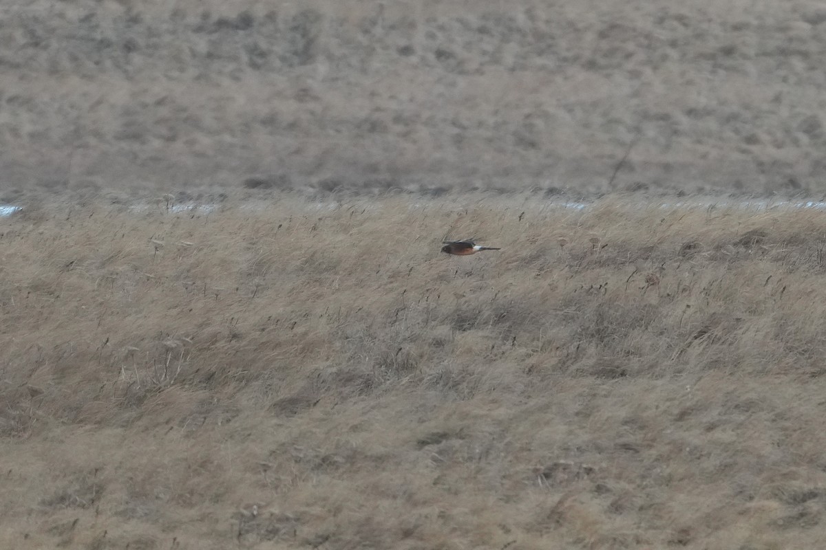 Northern Harrier - ML646955097