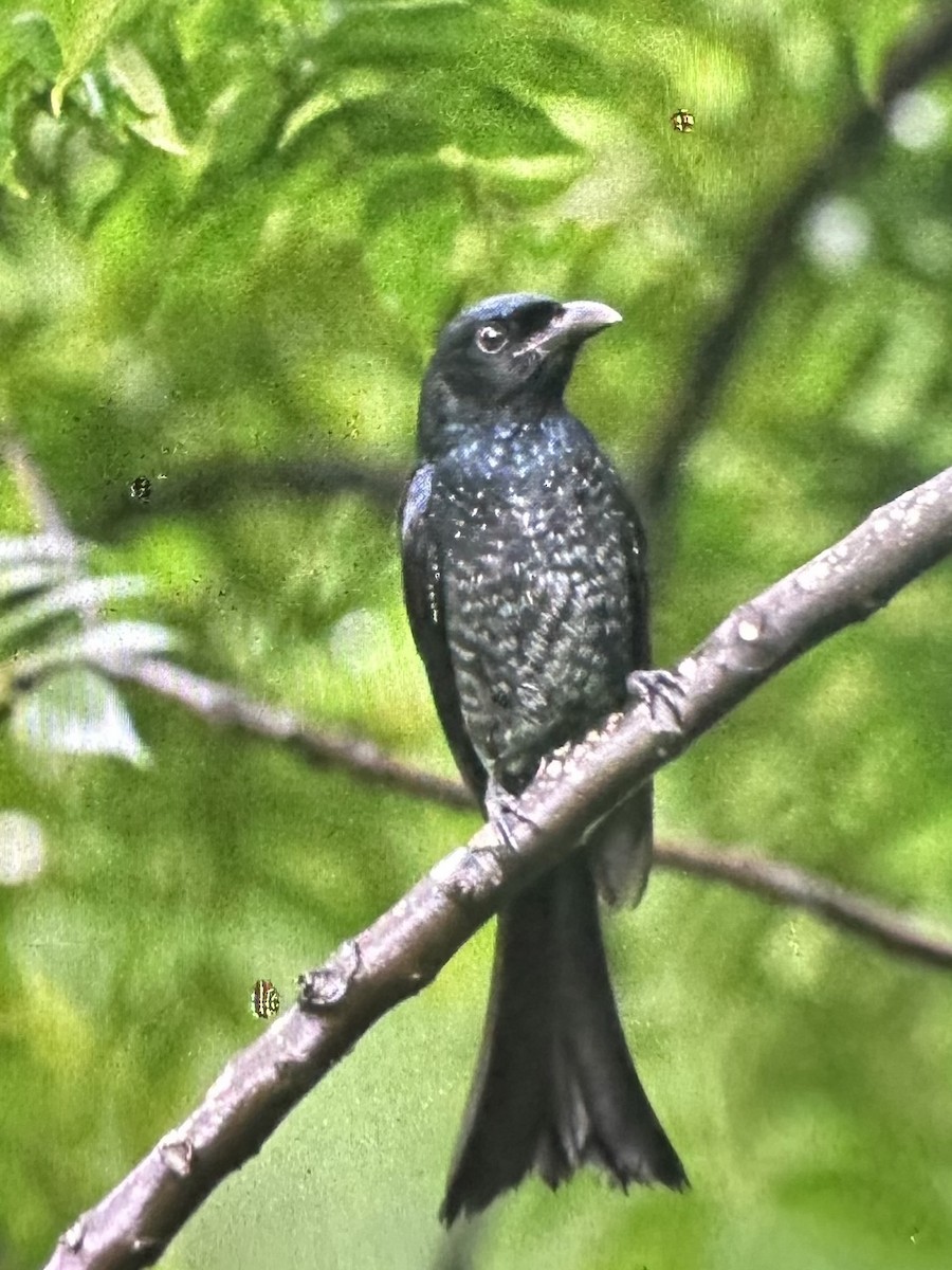 Crow-billed Drongo - ML646955102