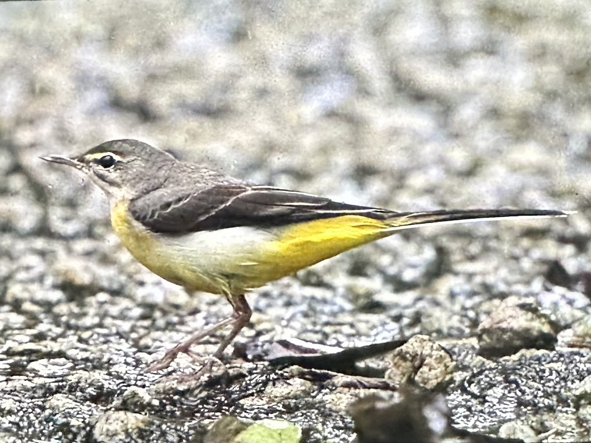 Buztanikara horia - ML646955104