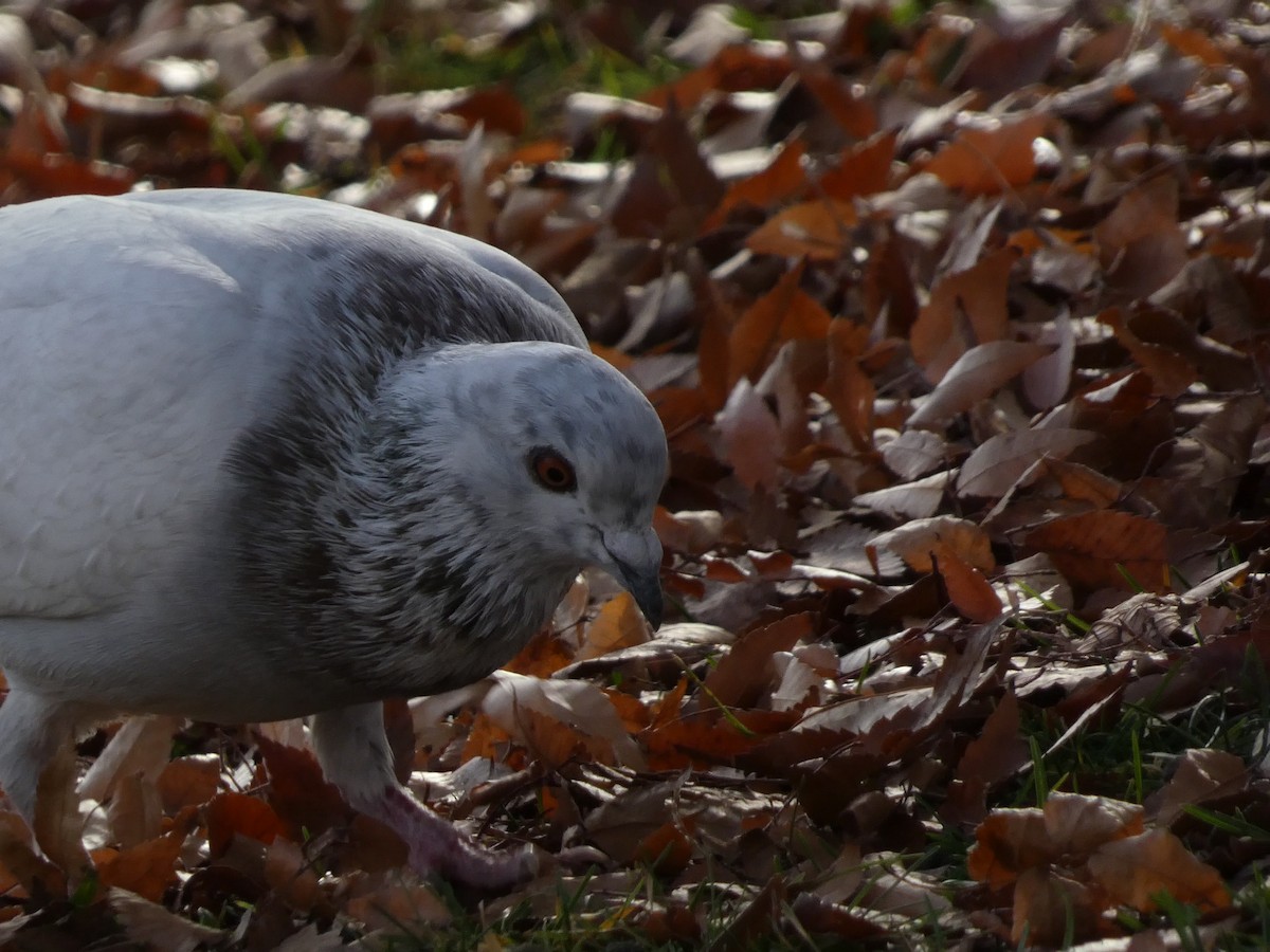 Rock Pigeon (Feral Pigeon) - ML646955105