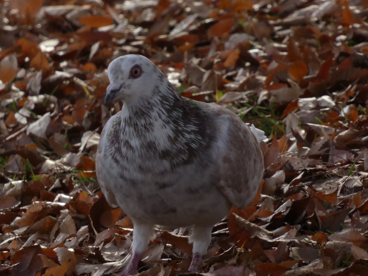 Rock Pigeon (Feral Pigeon) - ML646955106