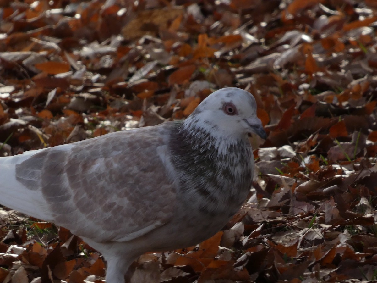 Rock Pigeon (Feral Pigeon) - ML646955108