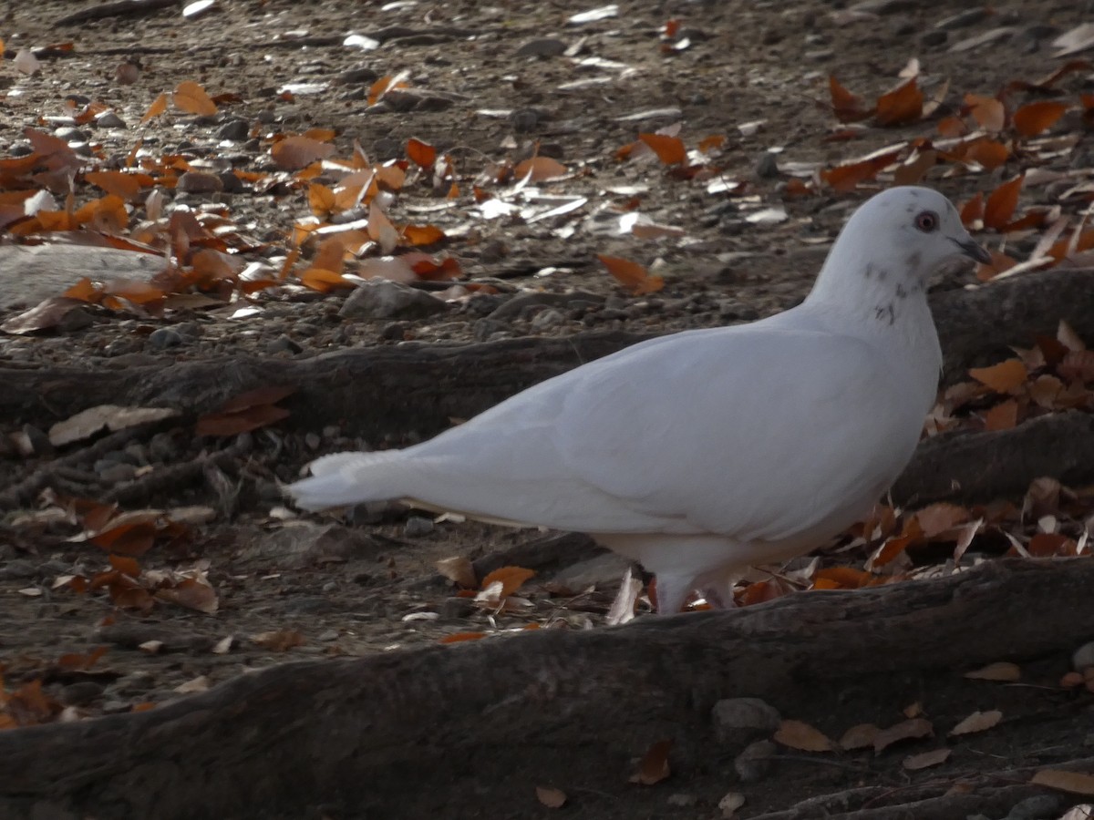 Rock Pigeon (Feral Pigeon) - ML646955109