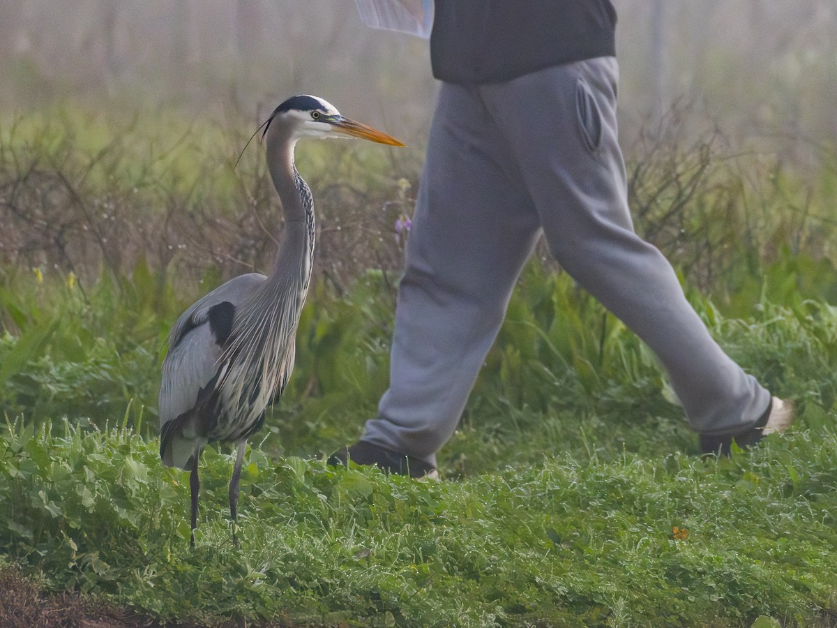 Great Blue Heron - ML646955110