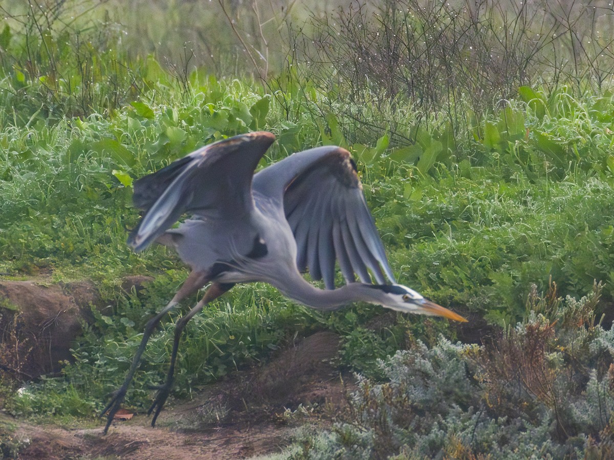Great Blue Heron - ML646955111