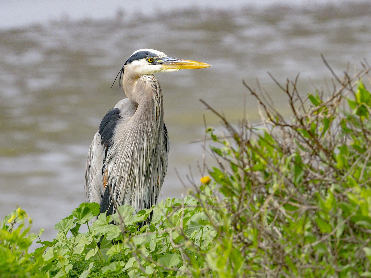 Great Blue Heron - ML646955112