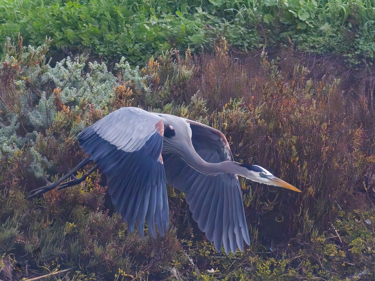 Great Blue Heron - ML646955113