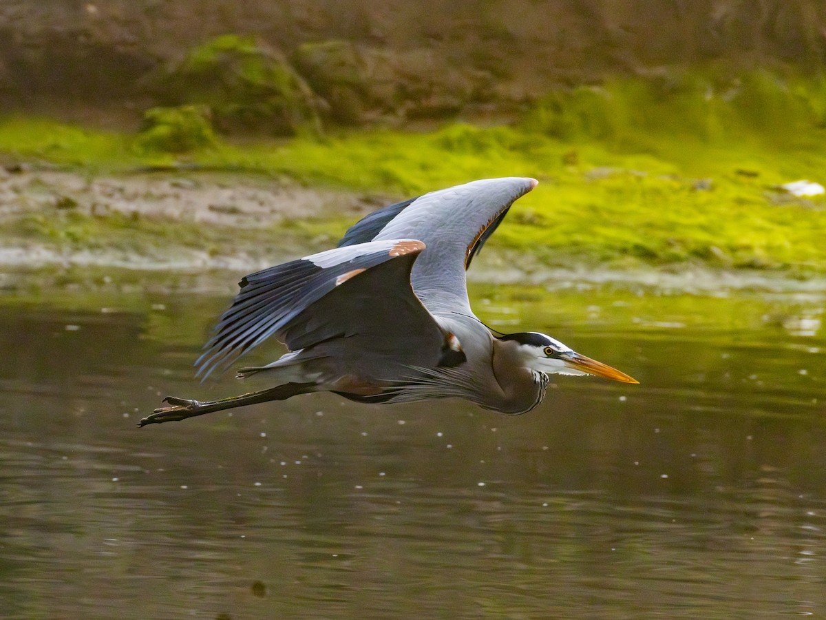 Great Blue Heron - ML646955114