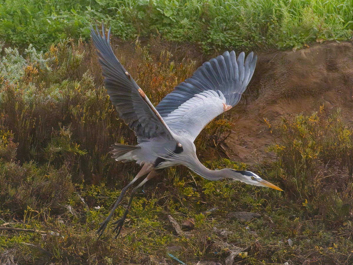 Great Blue Heron - ML646955115