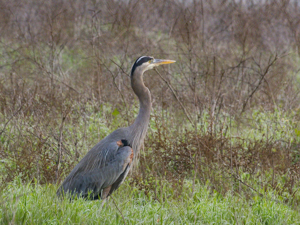 Great Blue Heron - ML646955116
