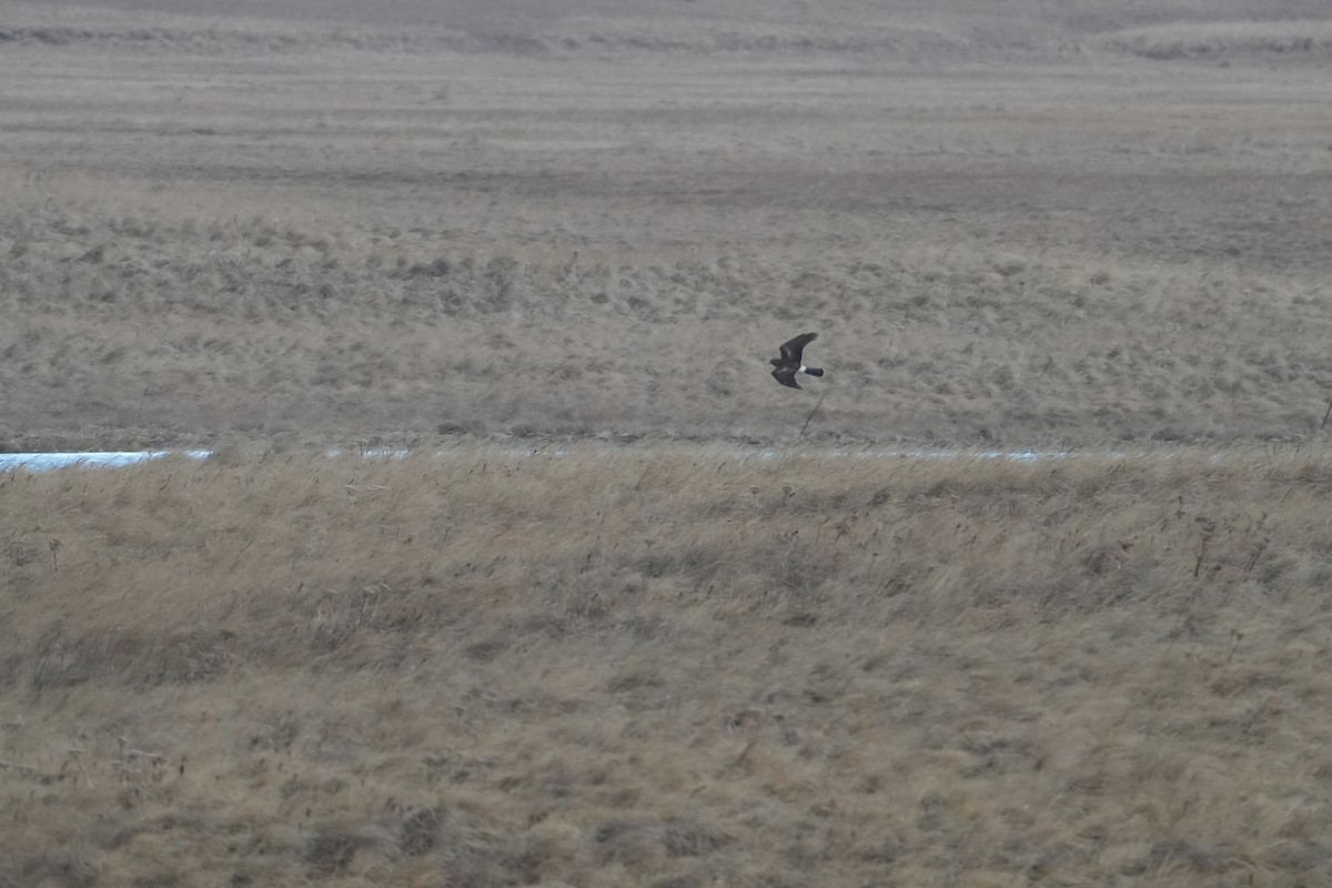 Northern Harrier - ML646955117