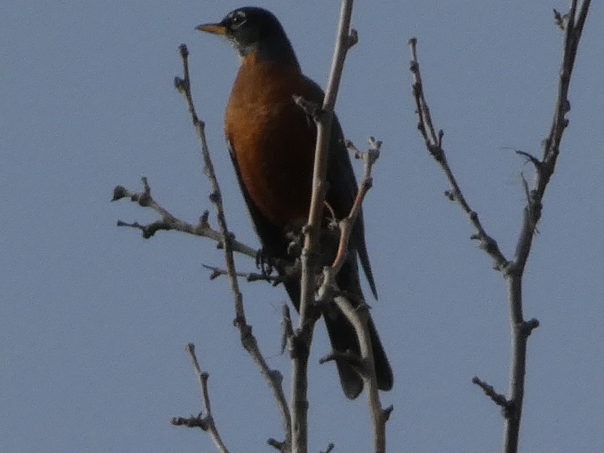 American Robin - ML646955118