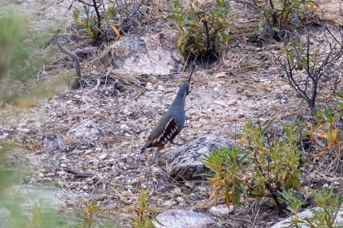 Mountain Quail - ML646955119